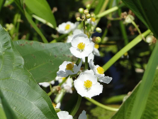 ساژیتریا لاتیفولیا